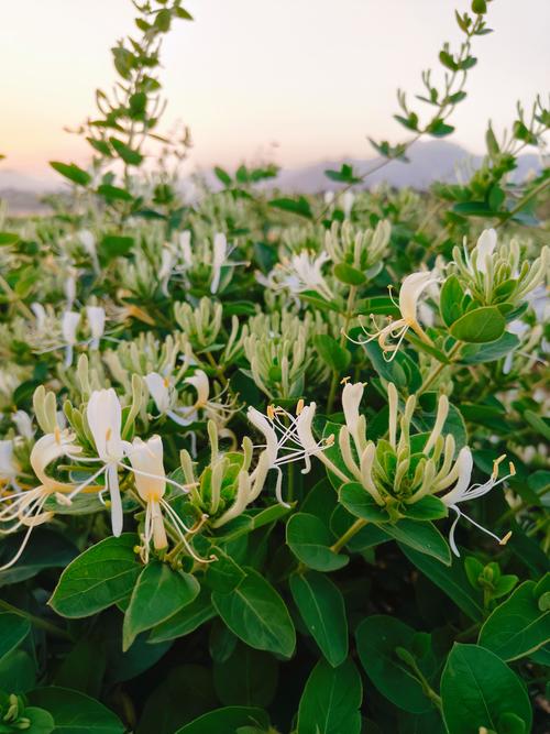 金銀花茶怎么泡？