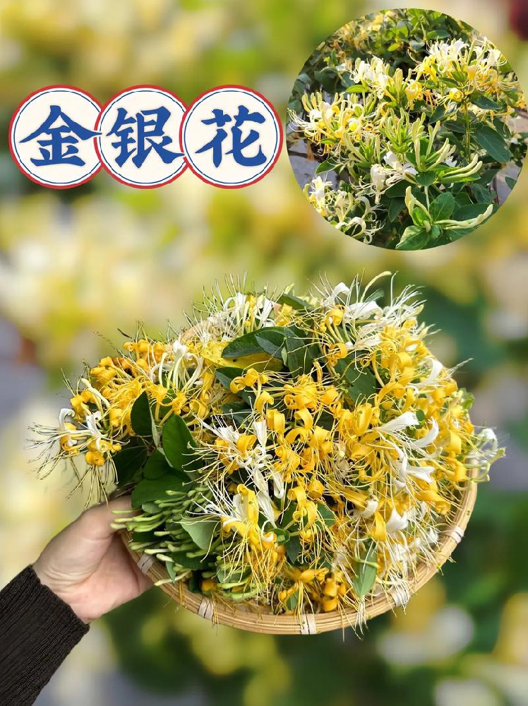 金銀花種植，利潤高但農民為何不愿大面積種？
